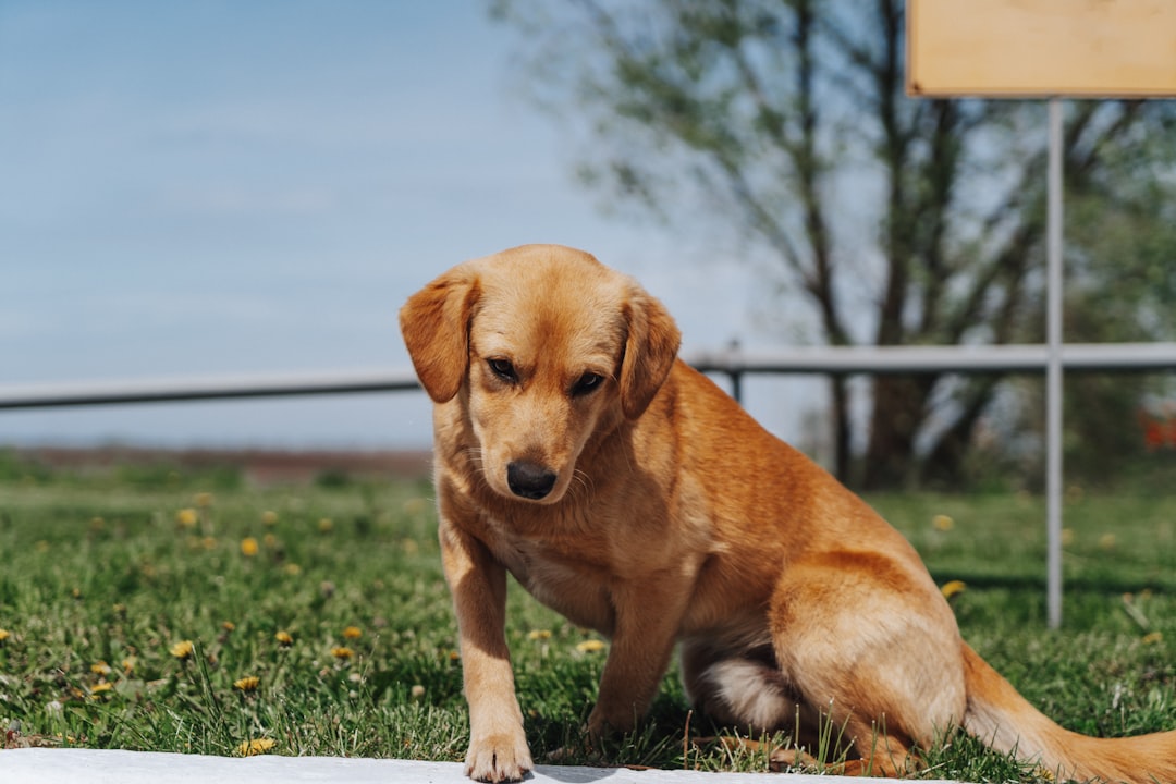 Can a Dog Have Allergies? Essential 2026 Owner’s Guide