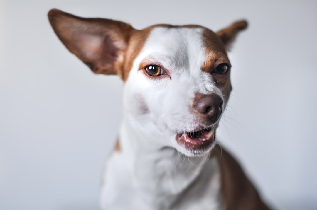 Does Getting a Dog Spayed Calm Them Down? 2026 Vet Guide