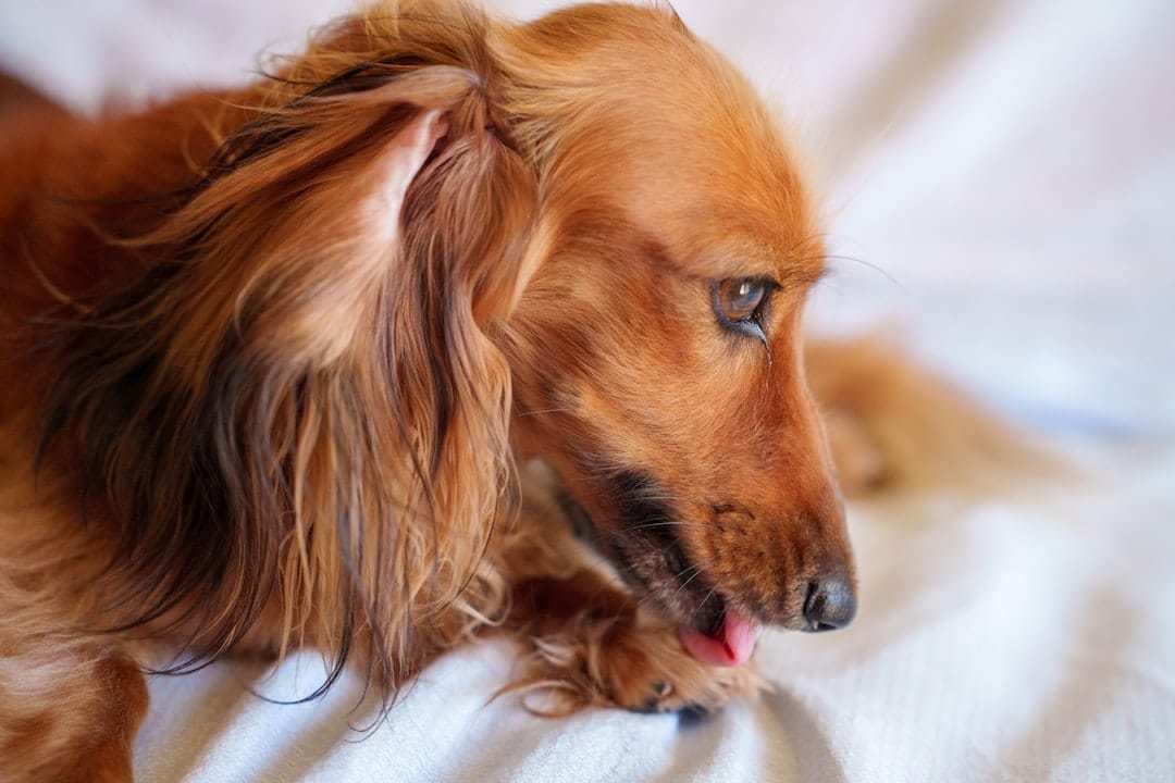 How Can I Help My Dog With Allergies? 2026 Vet-Approved Guide