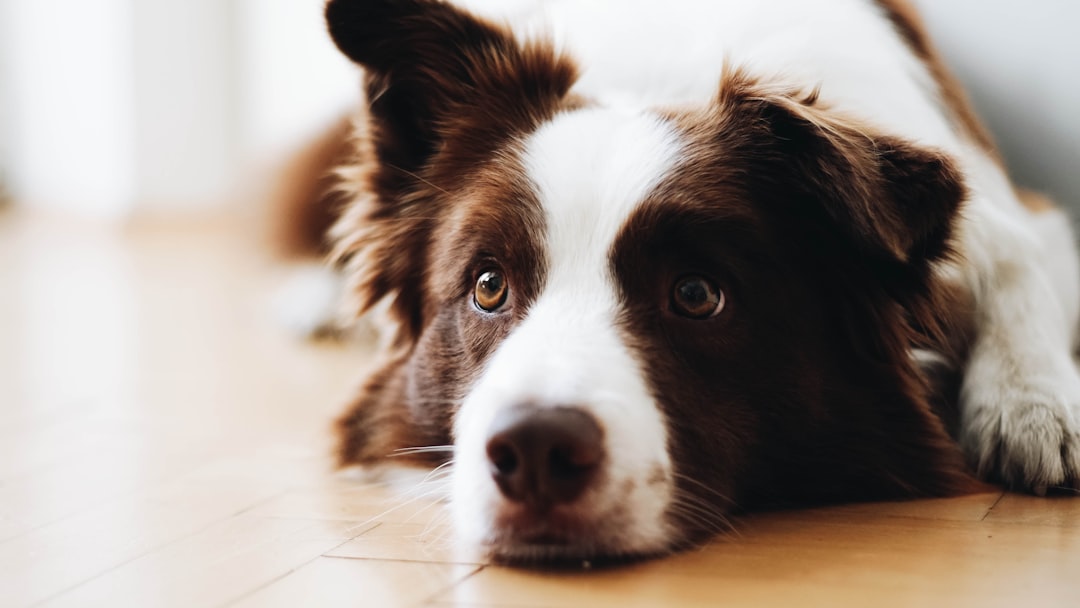 Does Neutering Calm Down a Dog? 2026 Vet Insights