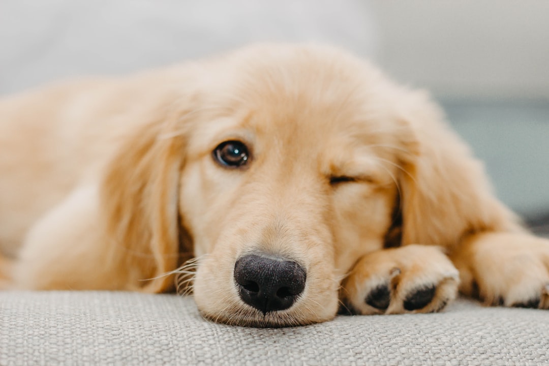 Does Neutering Calm Down Dogs? Vet Insights for 2026