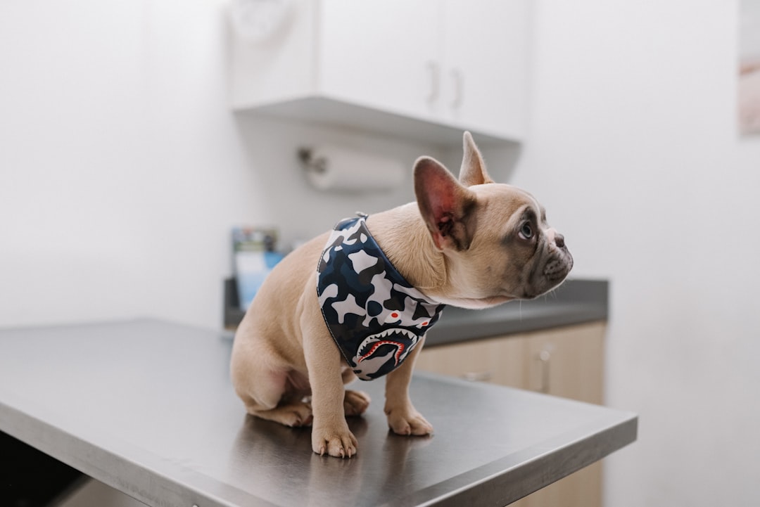 How Much Is an Allergy Test for a Dog in 2026? (Price Guide)