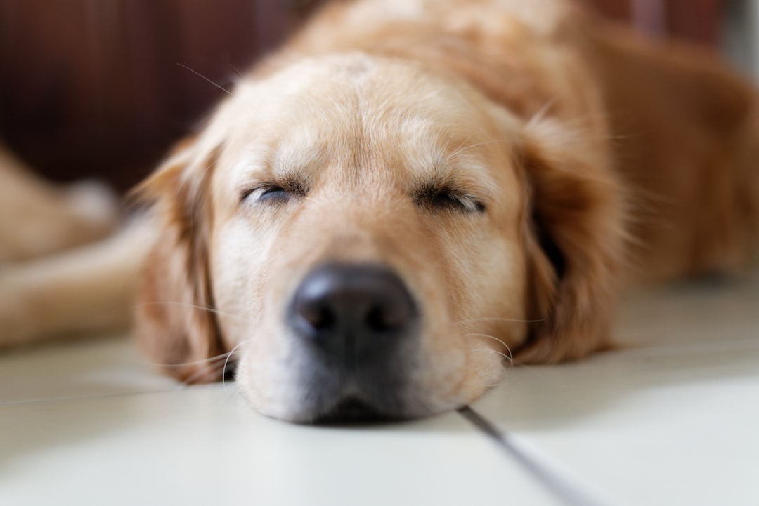 How to Calm a Dog Down From Anxiety: 2026 Complete Guide