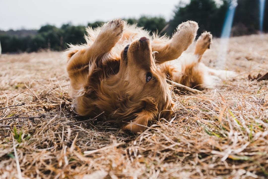 How to Get Rid of Dog Allergies: 2026 Complete Guide