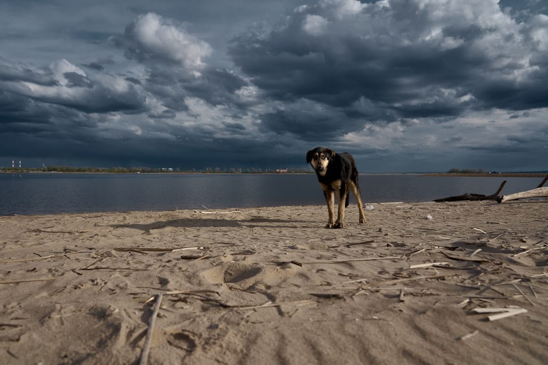 How to Calm a Dog During Storm: 2026 Expert Guide
