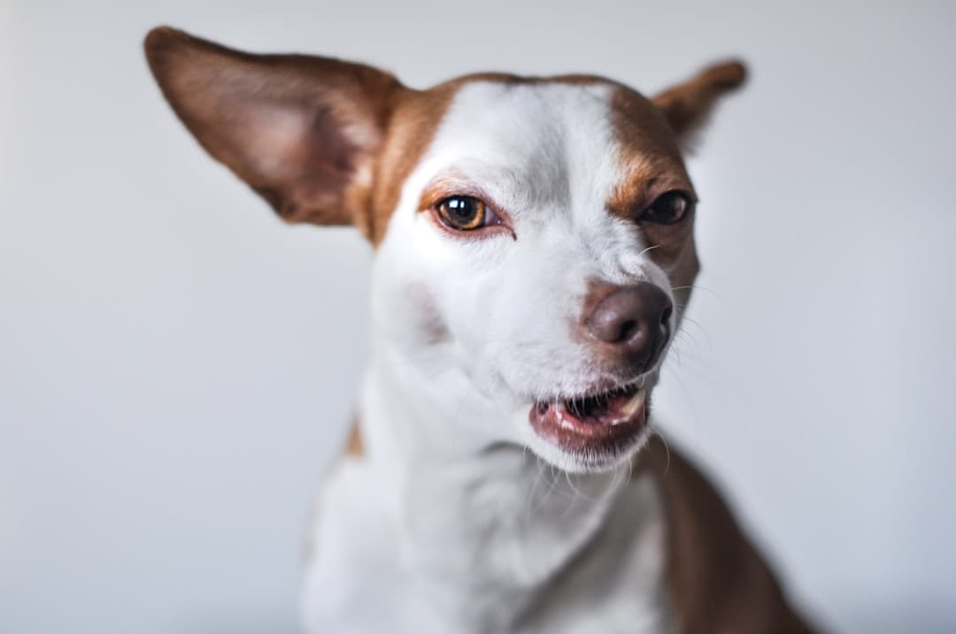 How to Calm a Nervous Dog: 2026 Guide for Allergy-Prone Pets