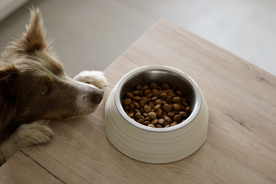 How to Know If Your Dog Has Food Allergies (2026 Guide)
