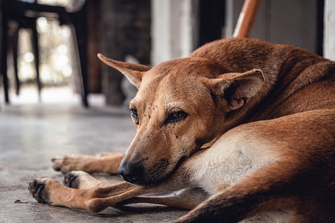 What Allergy Medicine Can I Give My Dog? 2026 Safety Guide