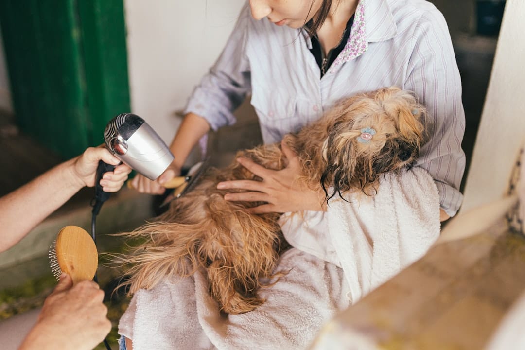 What Can I Give My Dog for Allergies at Home? 2026 Guide