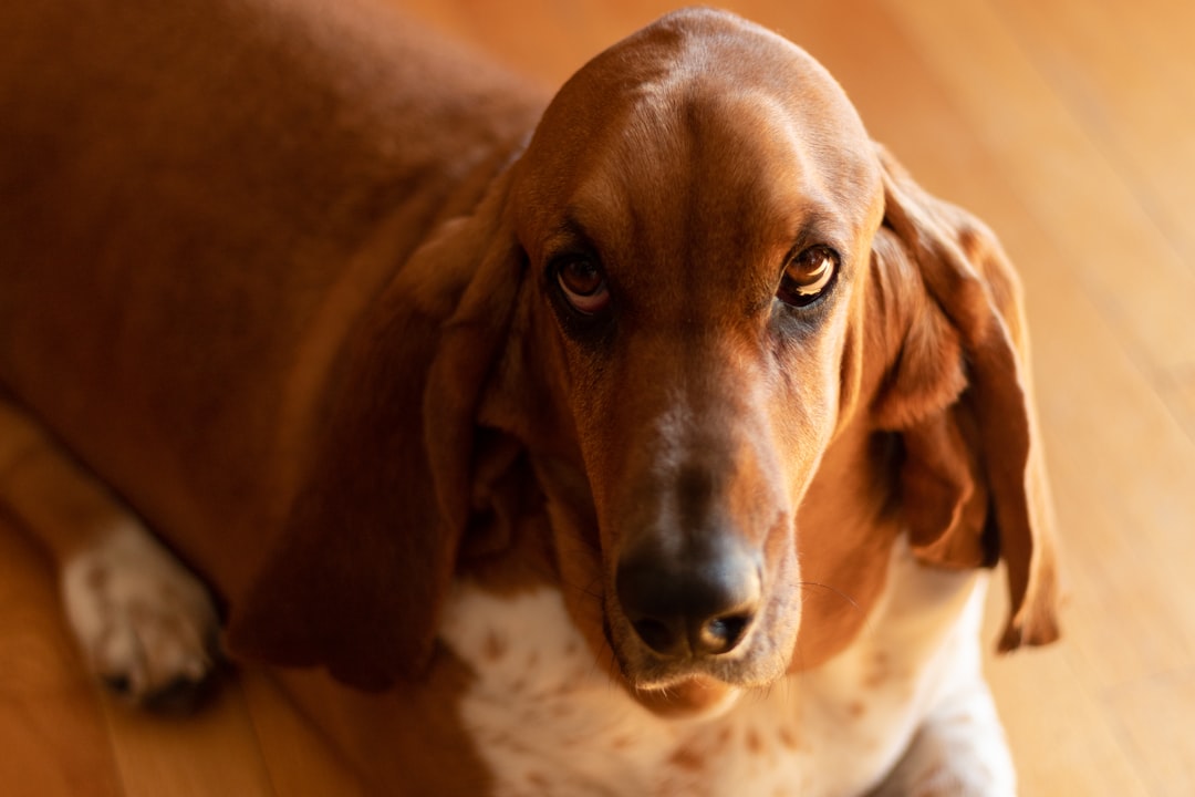 Do Dogs Calm Down After Getting Spayed? 2026 Vet Guide