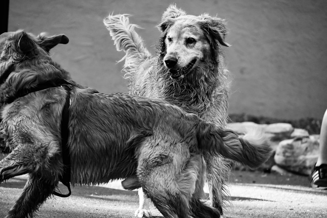 Do Male Dogs Calm Down After Being Neutered? 2026 Guide