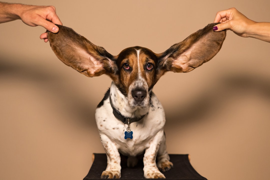 Does Spaying a Dog Calm It Down? Vet Insights for 2026