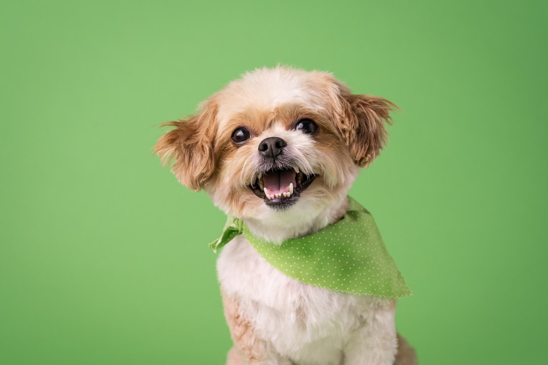 What to Give Your Dog for Allergies: 2026 Vet-Approved Guide