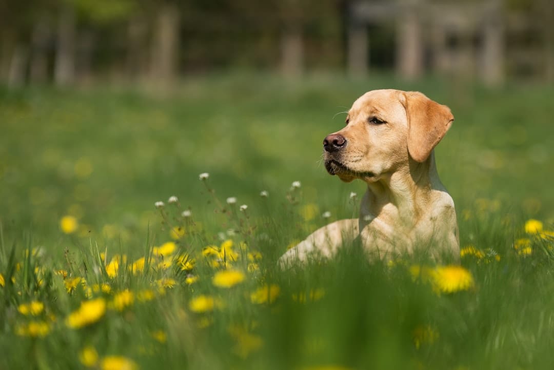 Can Dog Allergies Be Mitigated? Expert Solutions for 2026